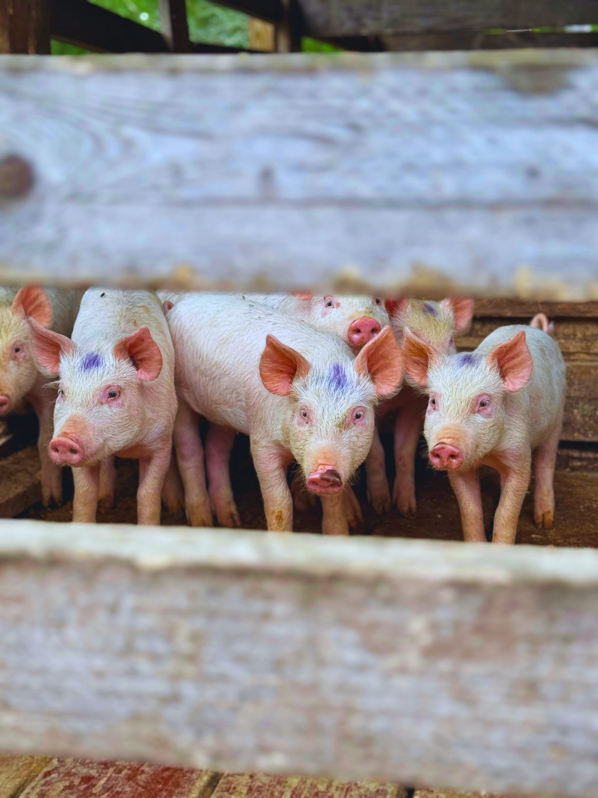yorkshire-piglet-hoovers-hole-hogs-natchitoches-pasture-raised Heritage Yorkshire piglets raised by Hoover’s Hole Hogs in Natchitoches Parish, Louisiana—pasture-raised and ethically cared for.